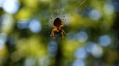 Örümcek ormandaki threateningly onun pençe yükseltir
