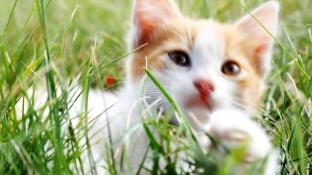 Розслабитися кошеня на зеленій траві — стокове відео