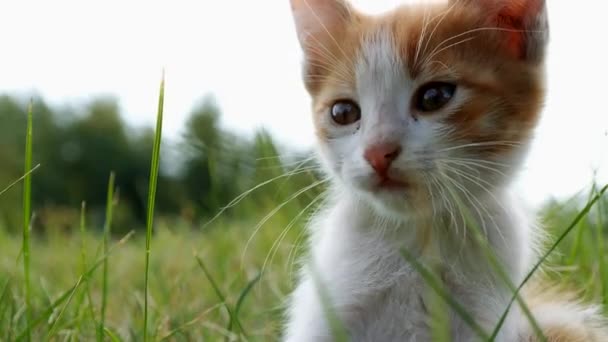 Ontspannen kitten op groen gras — Stockvideo