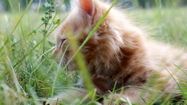 Ontspannen kitten op groen gras — Stockvideo