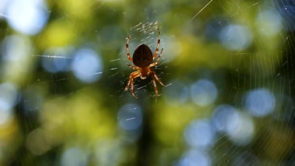 Spindel i skogen väcker threateningly hans tass — Stockvideo