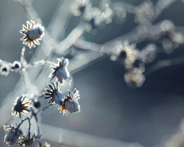 Bevroren plant — Stockfoto