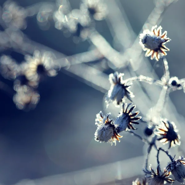 Bevroren plant — Stockfoto