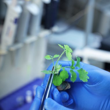  bilim adamı holding hastalıklı bitki