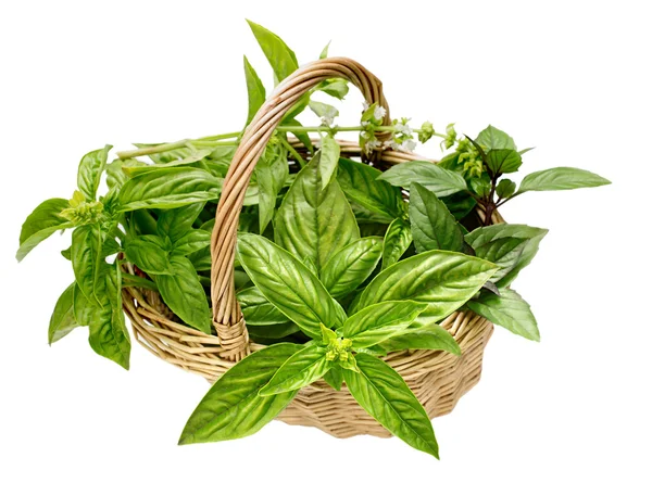 Basket different varieties of basil — Stock Photo, Image