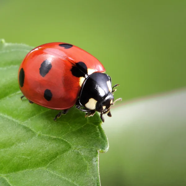 Coccinelle sur feuille — Photo