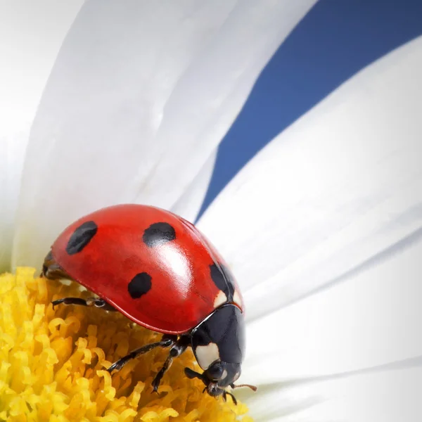 Nyckelpiga på kamomill blomma — Stockfoto