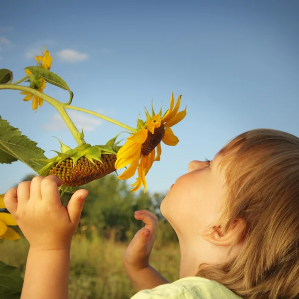 Lycklig pojke med solros — Stockfoto