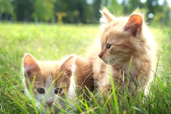 在绿色草地上的两只小猫 — 图库照片