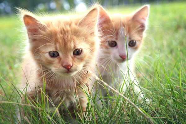 Dos gatito en verde hierba — Foto de Stock