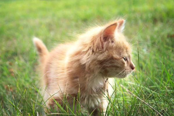 Two kitten on green grass — Stock Photo, Image
