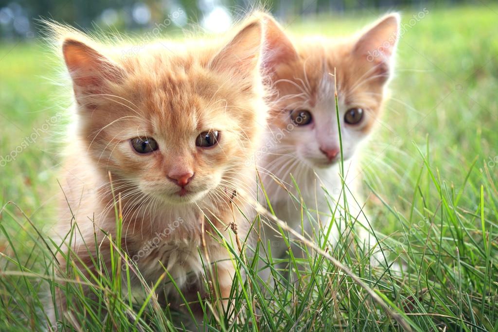 Yeşil çimenlerin üzerinde iki yavru kedi Stok fotoğrafçılık ©chepko