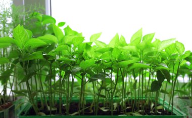 pencere üzerinde domates fidesi