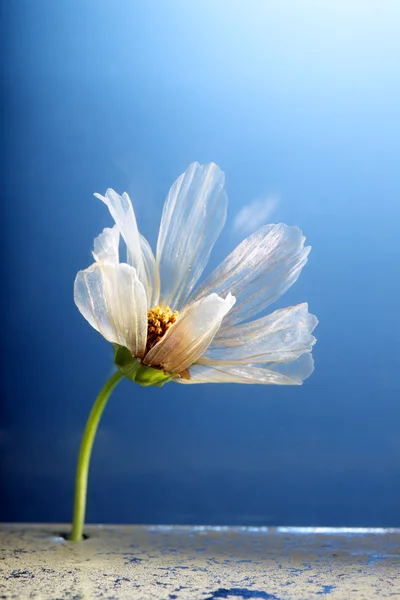 Ovanlig blomma — Stockfoto