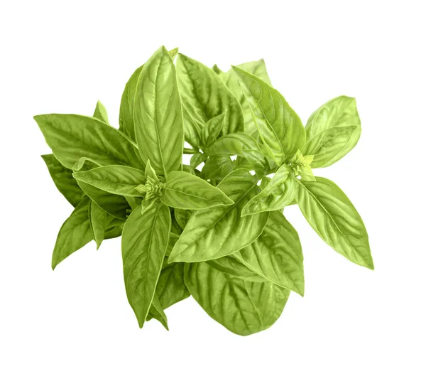 Green basil — Stock Photo, Image