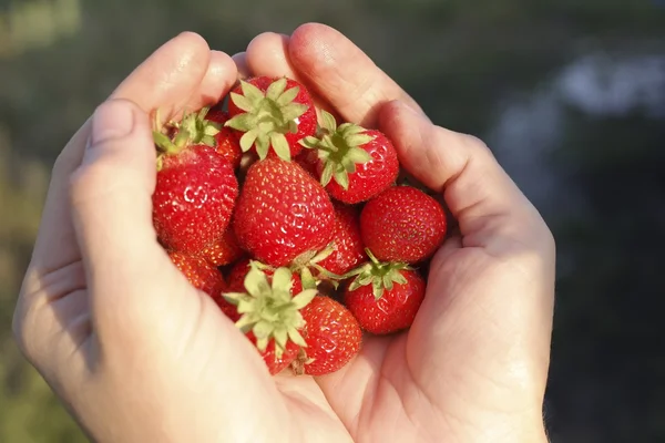 Eine Handvoll Erdbeeren — Stockfoto