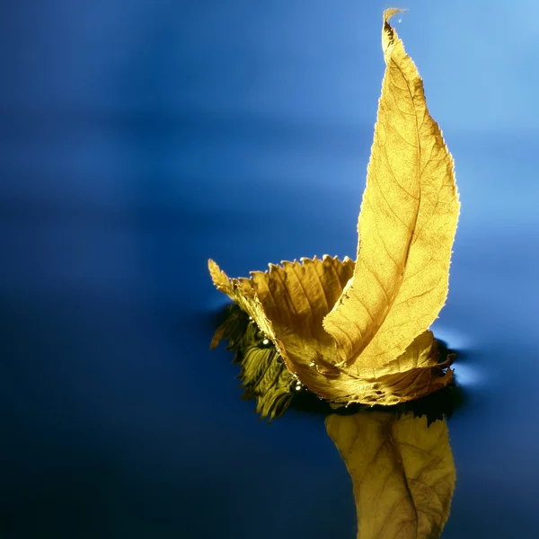 青い水の中の葉の船 — ストック写真
