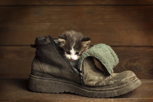 Gatito joven — Foto de Stock