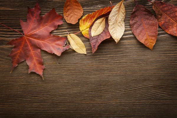 A fa háttér őszi levél — Stock Fotó