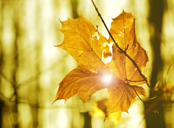 Hoja seca de otoño atascada en el bosque — Foto de Stock