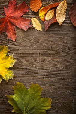 ahşap zemin üzerinde sonbahar yaprak