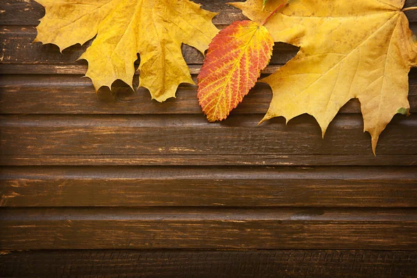 Podzimní listí na pozadí — Stock fotografie
