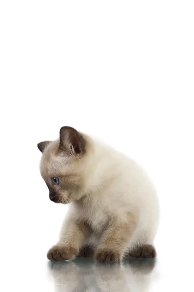 Siamese kitten — Stock Photo, Image