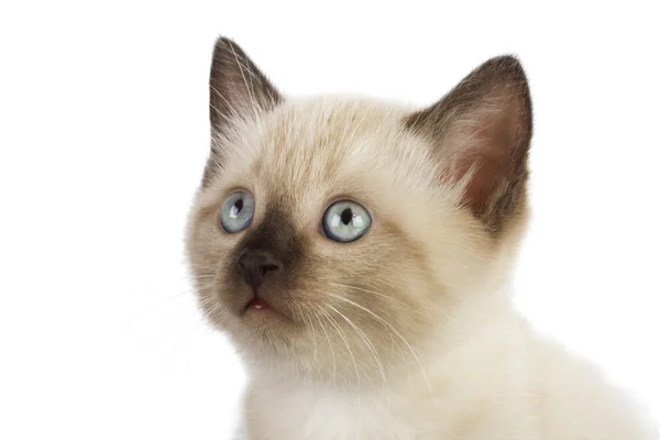 Siamese kitten — Stock Photo, Image