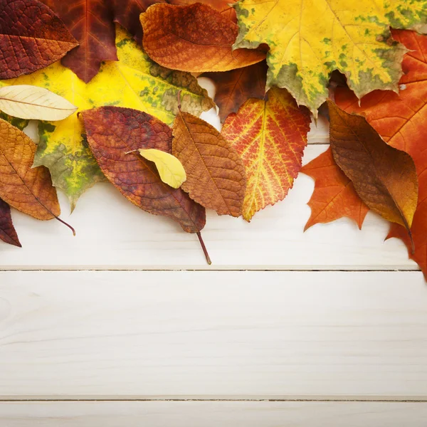 A fa háttér őszi levél — Stock Fotó