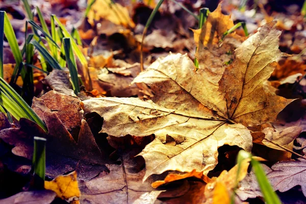 Ormanda sıkışmış kuru sonbahar yaprağı — Stok fotoğraf
