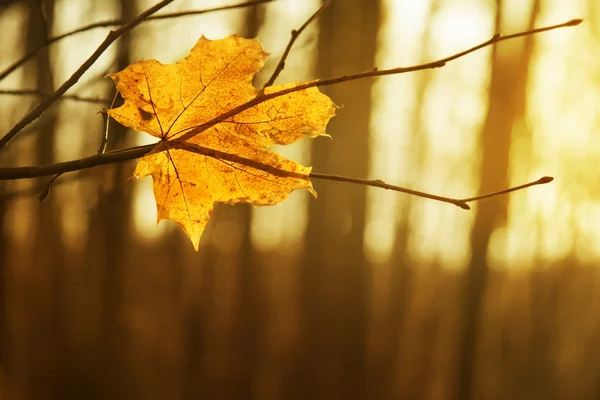 Hoja seca de otoño atascada en el bosque — Foto de Stock