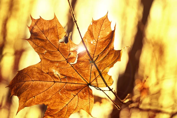 Folha seca do outono presa na floresta — Fotografia de Stock