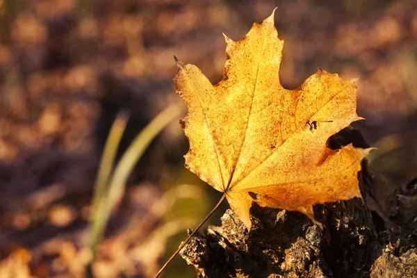 Suché podzimní listí v lese — Stock fotografie