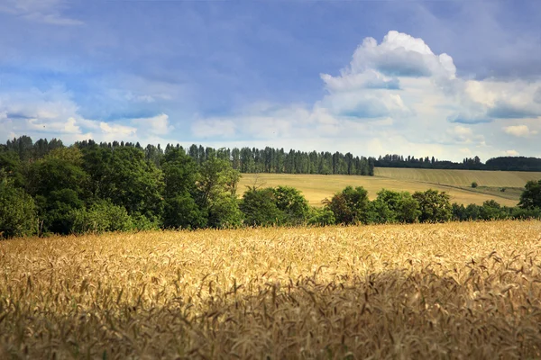 Idealistic summer landscape — Stock Photo, Image
