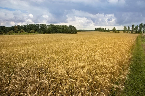 Idealistic summer landscape — Stock Photo, Image