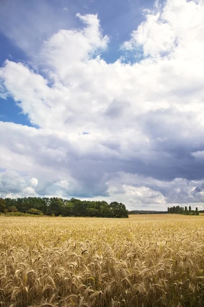 idealist yaz manzara