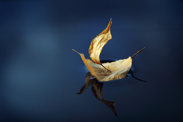 leaf ship in blue water