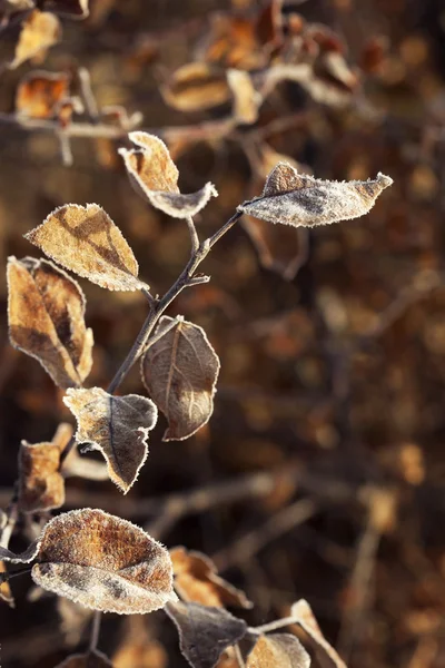 Outono planta congelada — Fotografia de Stock