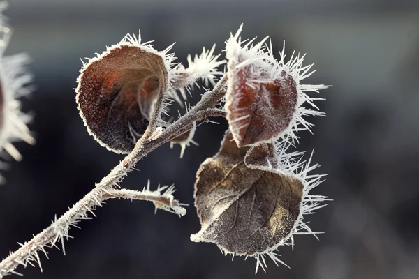 Herbstgefrorene Pflanze — Stockfoto