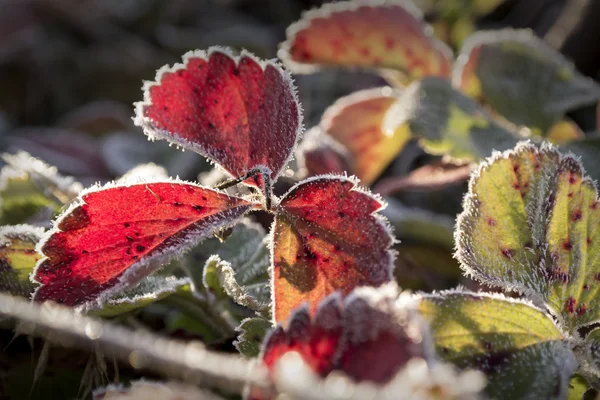 Outono planta congelada — Fotografia de Stock