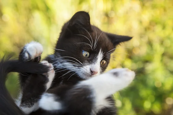 Yeşil çimlerin üzerinde kedi yavrusu — Stok fotoğraf