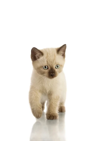 Siamese kitten isolate on white — Stock Photo, Image
