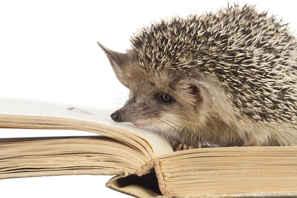 Hérisson mignon lire livre isoler blanc — Photo