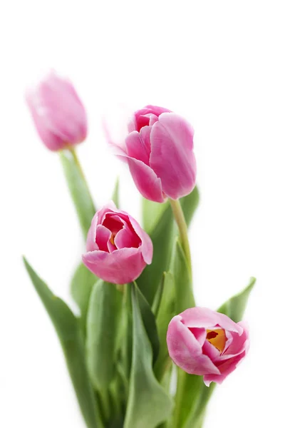 Tulipan w pokoju — Zdjęcie stockowe