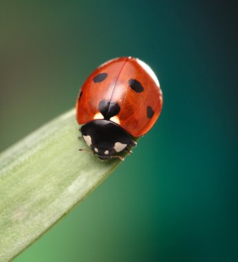 Ladybird papatya çiçek