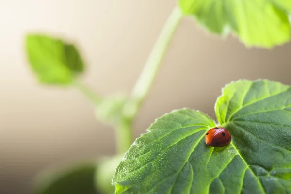 Red ladybug on leaf — Stock Photo, Image