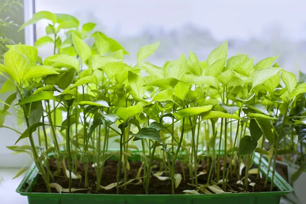 Tomatensetzlinge auf der Fensterbank — Stockfoto