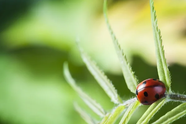 Lieveheersbeestje op groene blad dill — Stockfoto