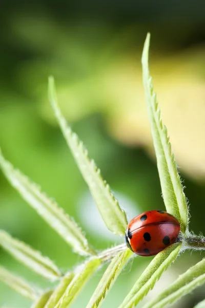 Mariquita en eneldo de hoja verde — Foto de Stock