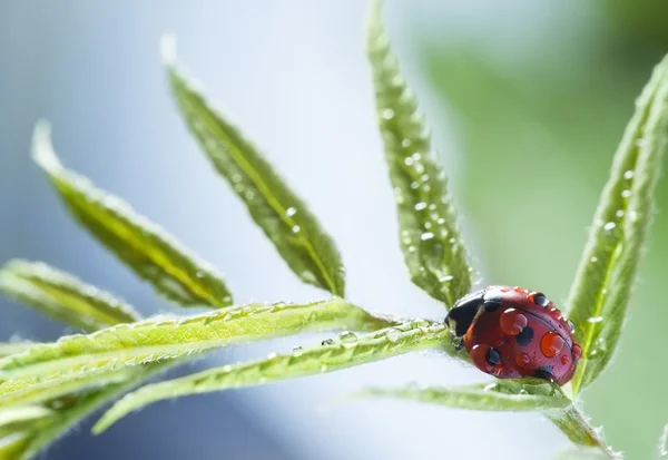 Nyckelpiga med vatten droppa grönt blad — Stockfoto